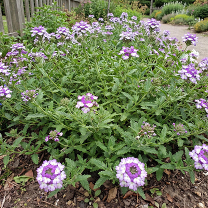 Wicked Great Grape Verbena