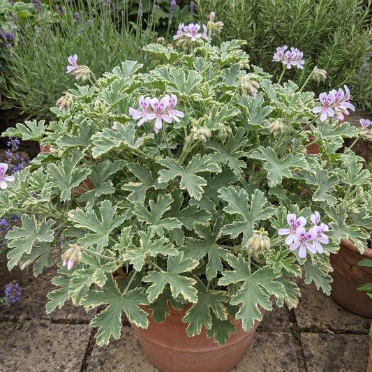 Lady Plymouth Variegated Geranium