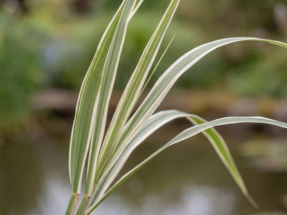 Picta Rose Grass