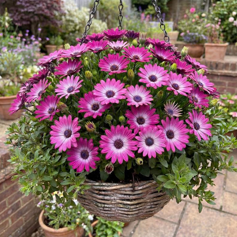 Magenta Osticade African Daisy