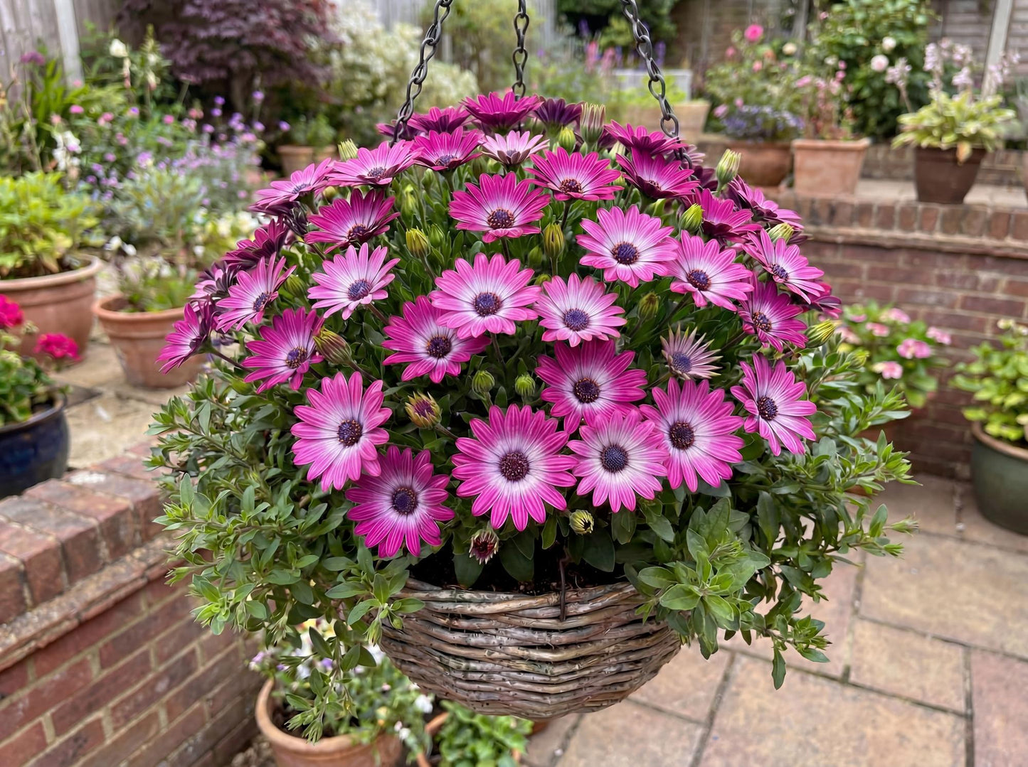 Magenta Osticade African Daisy