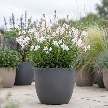 Ballerina White Gaura