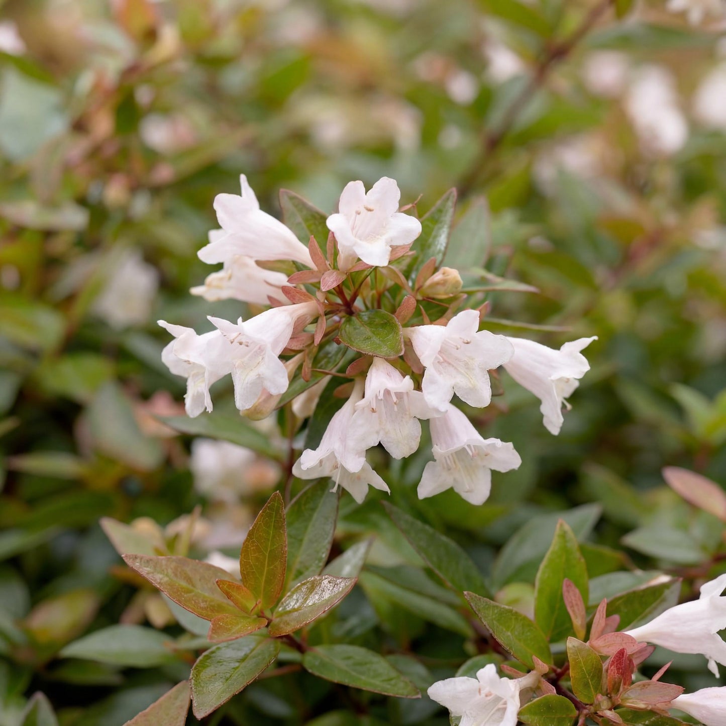 Radiance Glossy Abelia