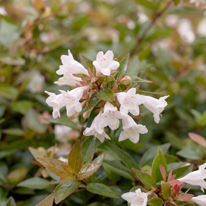 Radiance Glossy Abelia