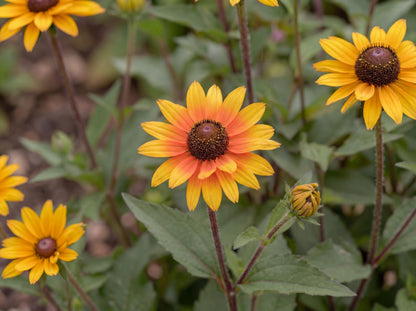 Punto Russo False Sunflower
