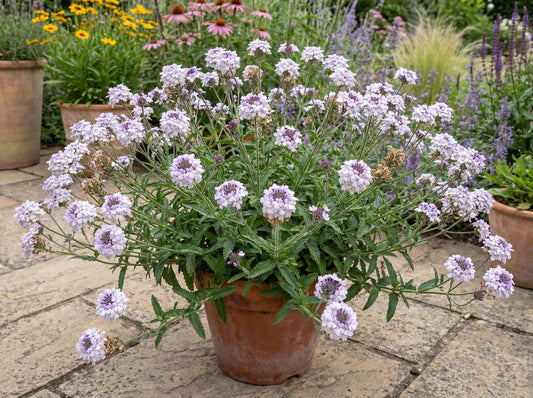 Polaris Stiff Verbena