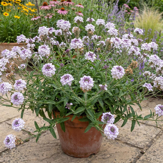 Polaris Stiff Verbena