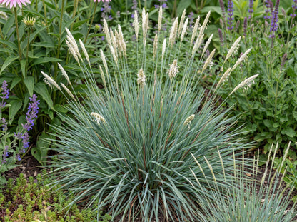 Campo De Azul Moor Grass