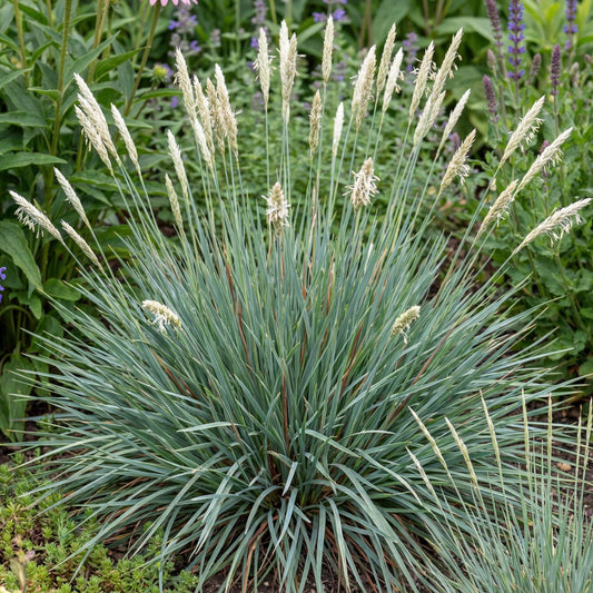 Campo De Azul Moor Grass