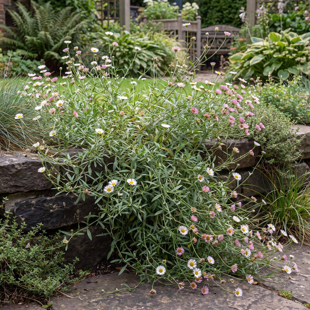 Moerheimii Erigeron
