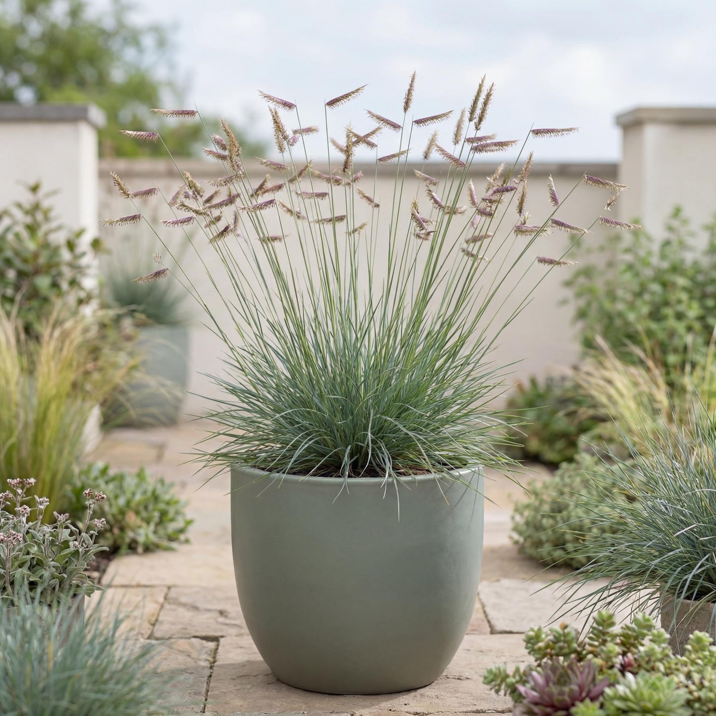 Blue Grama Grass