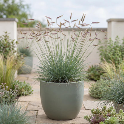 Blue Grama Grass
