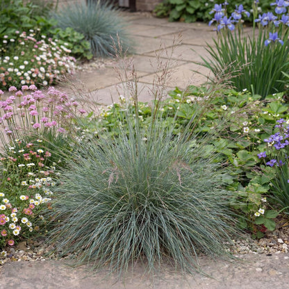 Patrick's Point Red Fescue