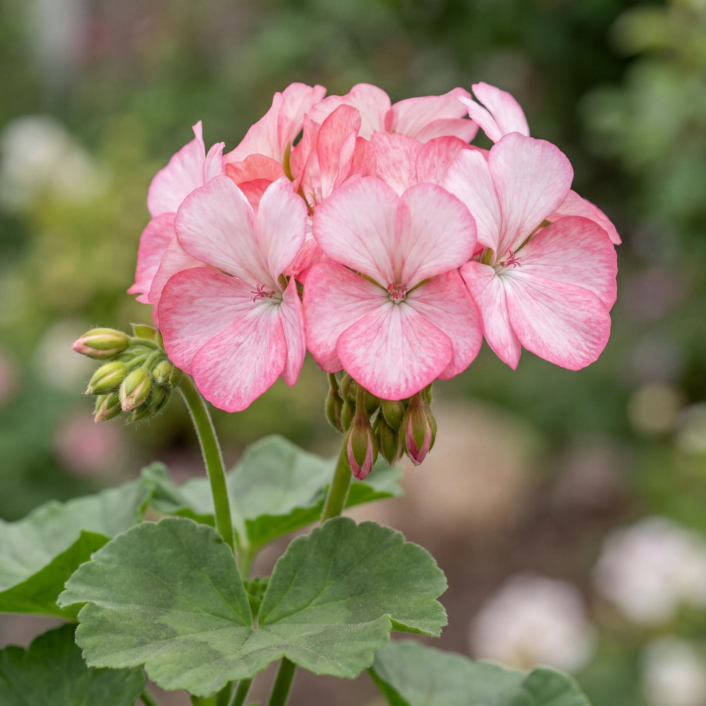 Tango Strawberry Ice Geranium