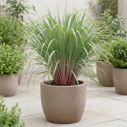 East Indian Lemongrass