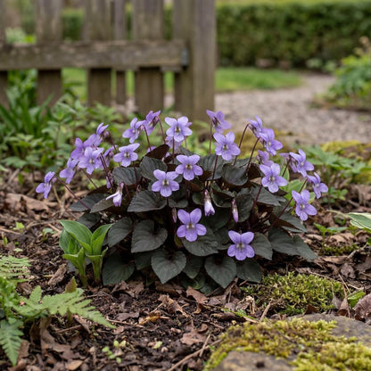 Alpine Purple Floral Violet
