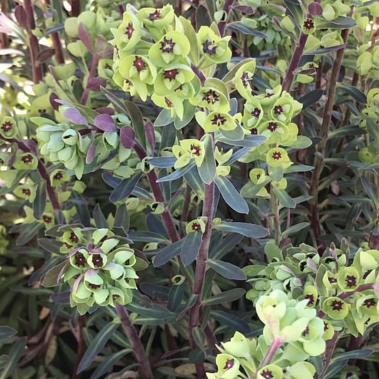 Martin's Spurge Euphorbia Martinii