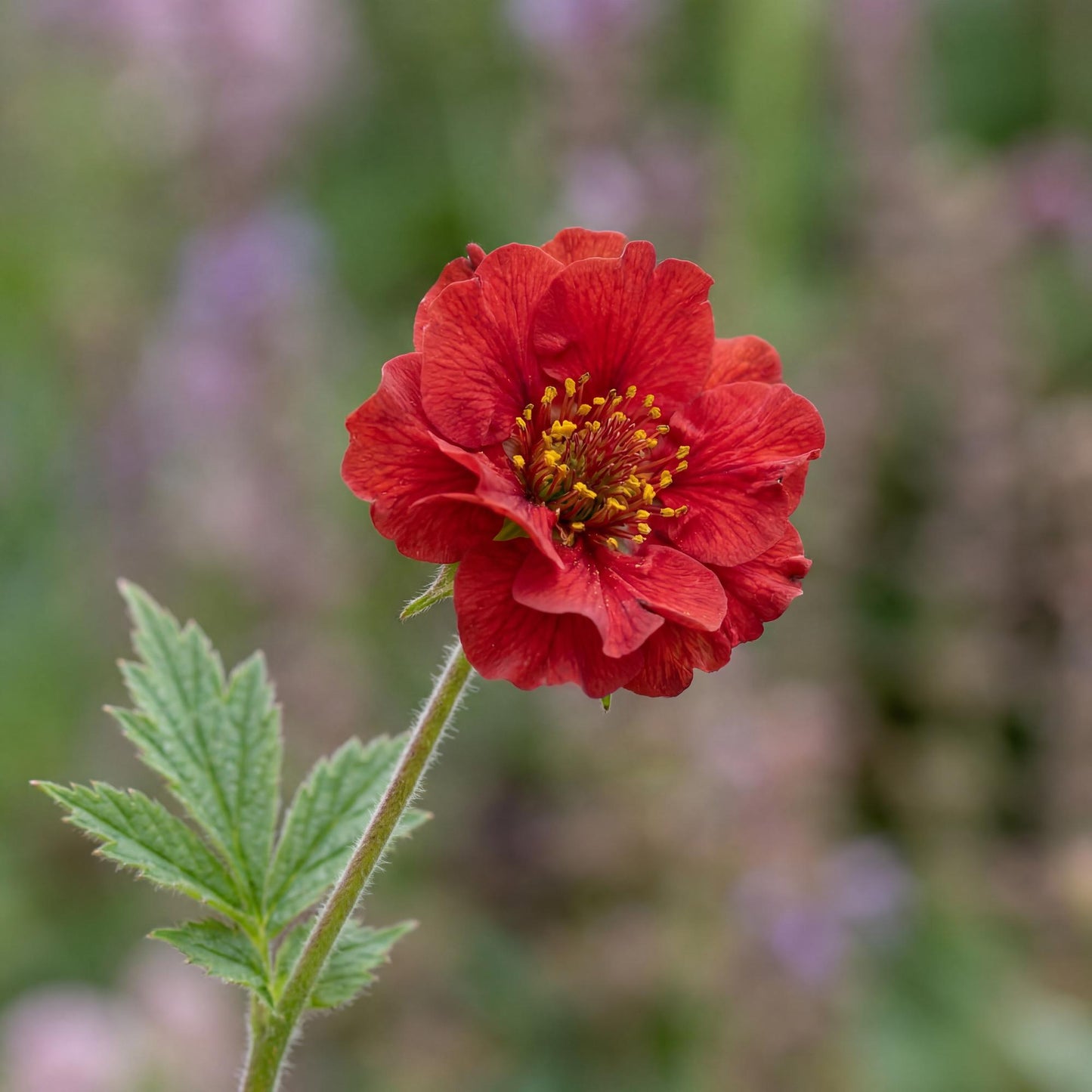 Blazing Sunset Avens