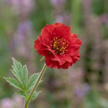 Blazing Sunset Avens