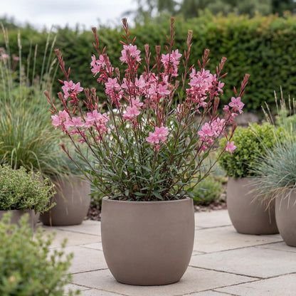 Siskiyou Pink Gaura