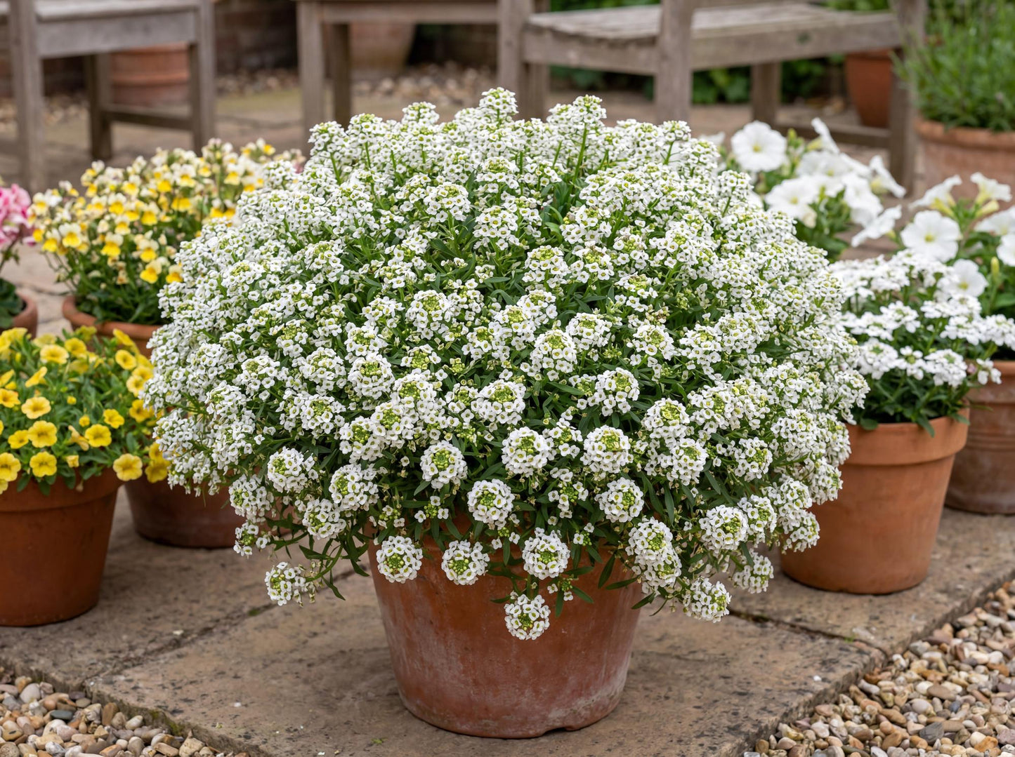 White Stream Sweet Alyssum