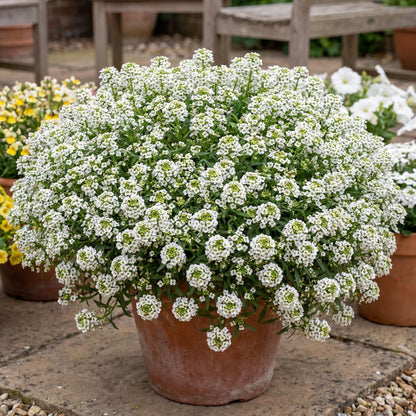 White Stream Sweet Alyssum