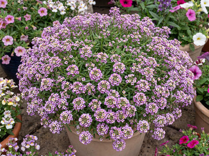 Rose Sweet Alyssum Hybrida Stream Compact