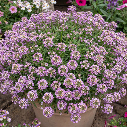 Rose Sweet Alyssum Hybrida Stream Compact