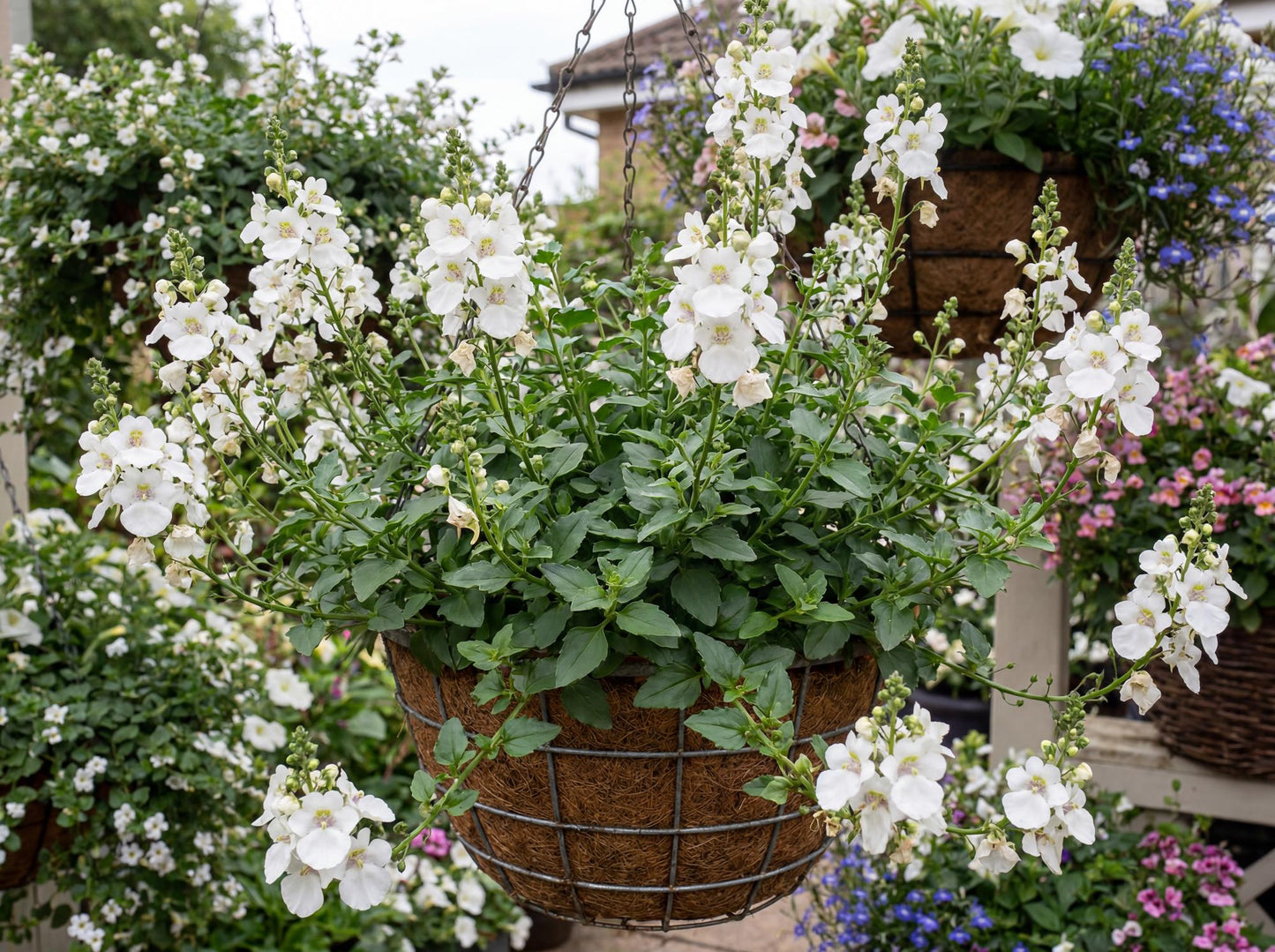 Breezee Plus White Diascia