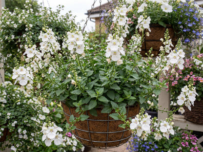 Breezee Plus White Diascia