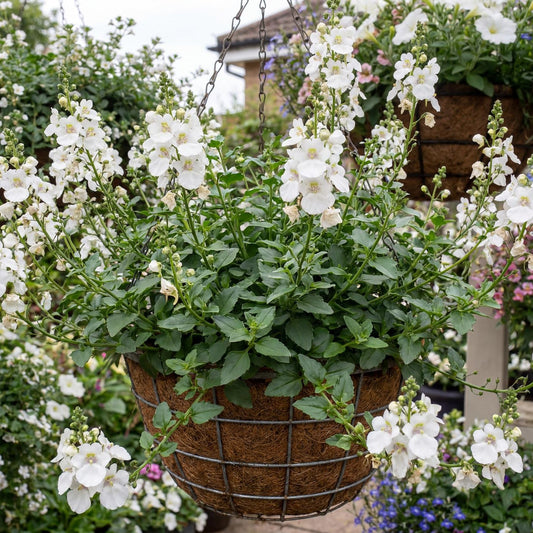 Breezee Plus White Diascia