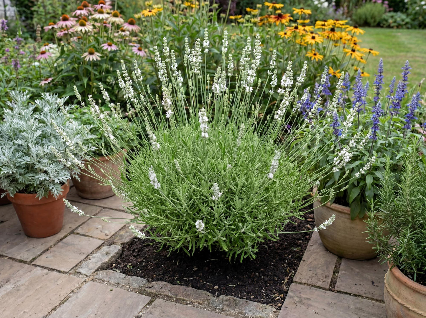 Exceptional White Floral Lavender