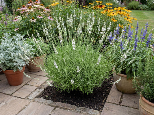 Exceptional White Floral Lavender