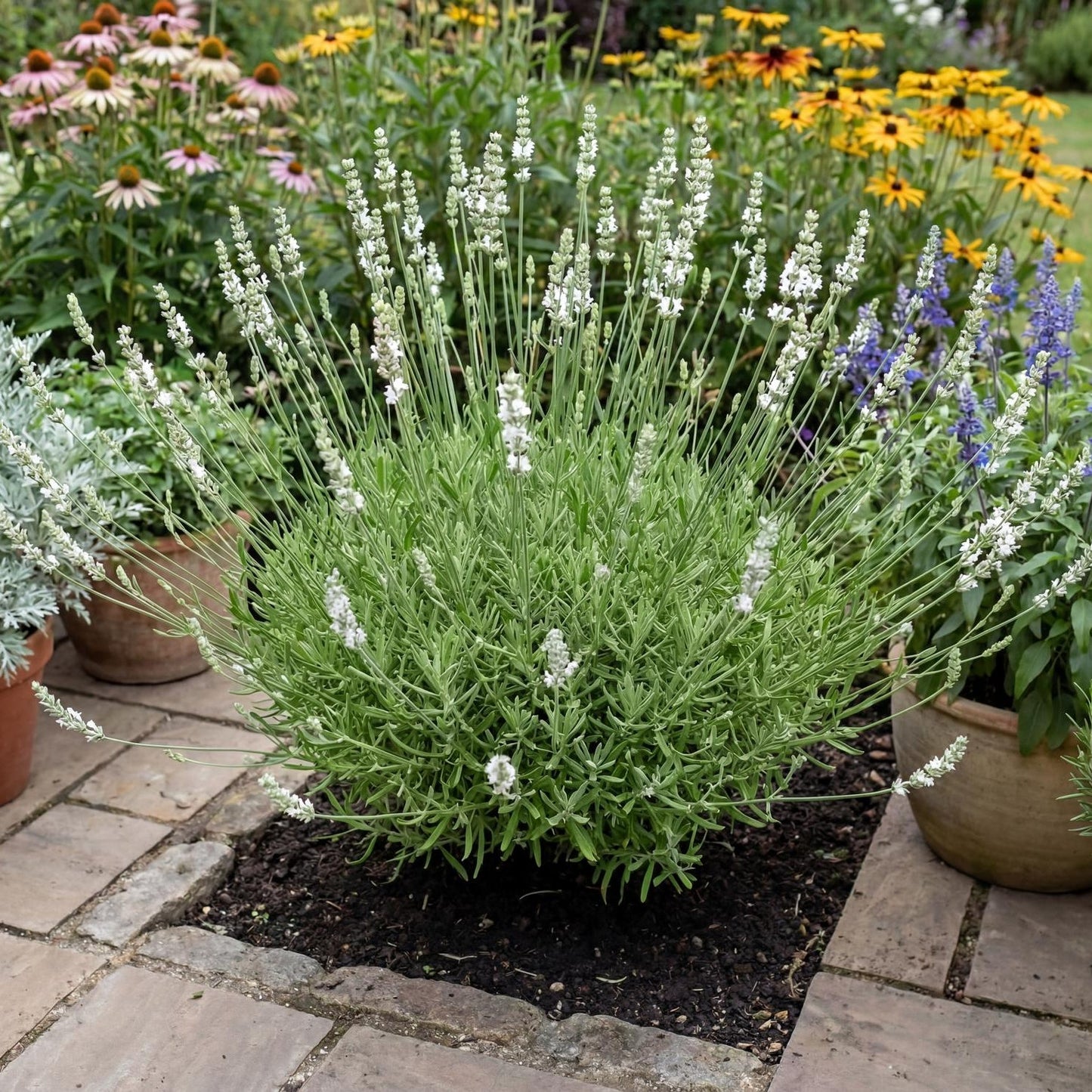 Exceptional White Floral Lavender