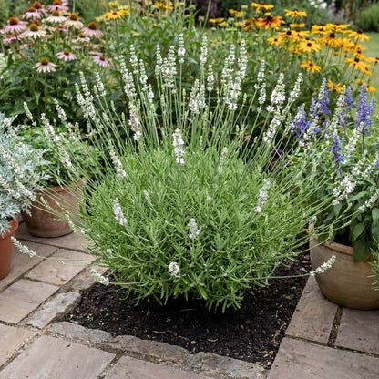 Exceptional White Floral Lavender