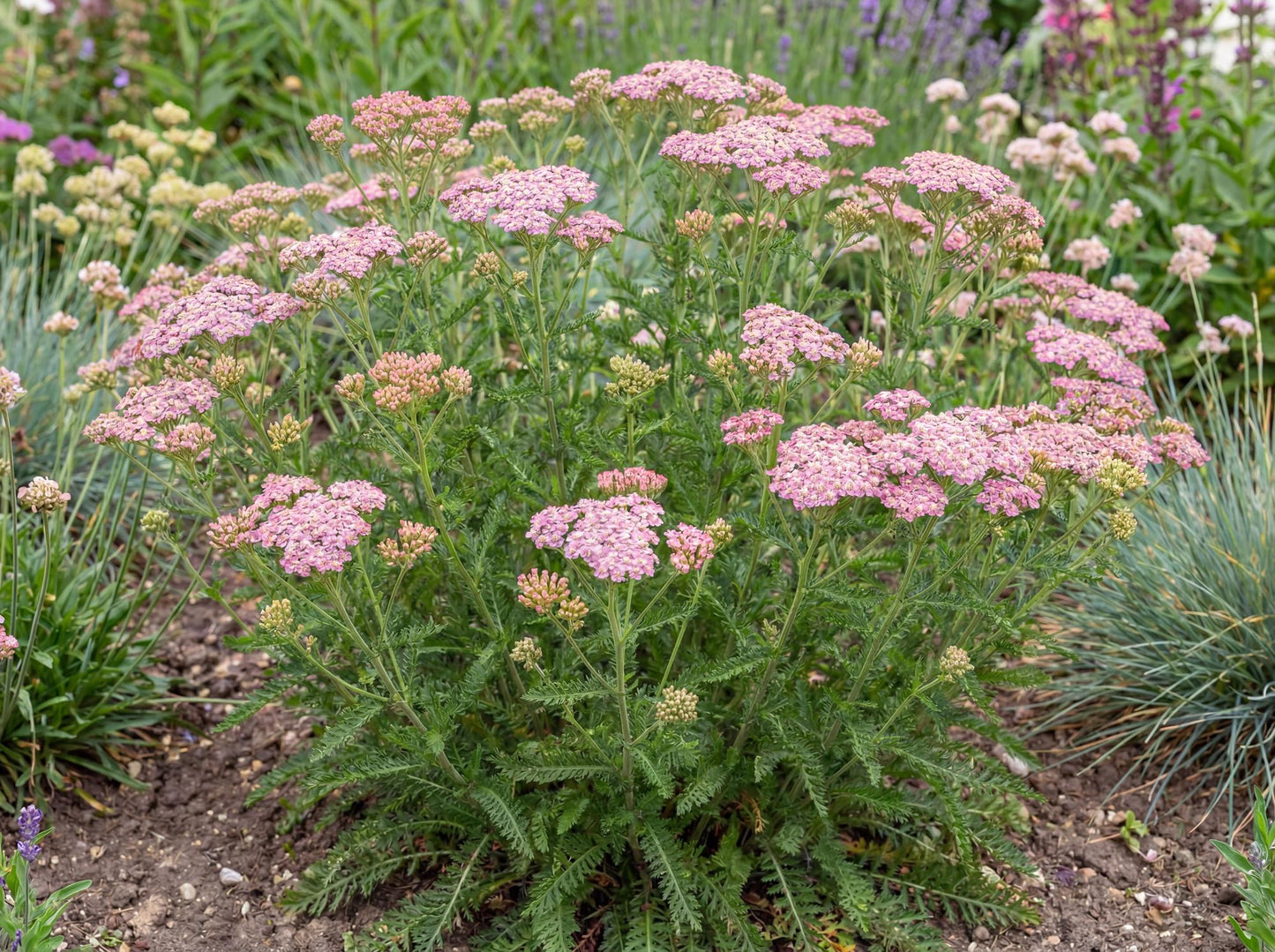 Island Pink Yarrow