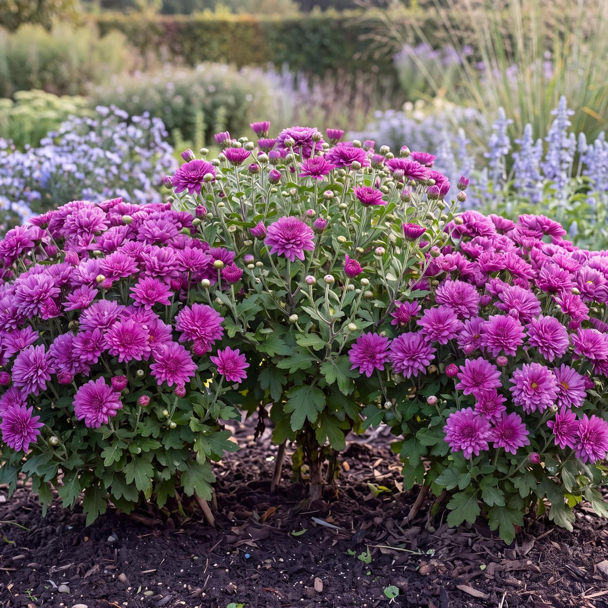 Festive Purple Chrysanthemum in a 4-inch pot, a rounded green mound that opens rich purple flowers late in the season