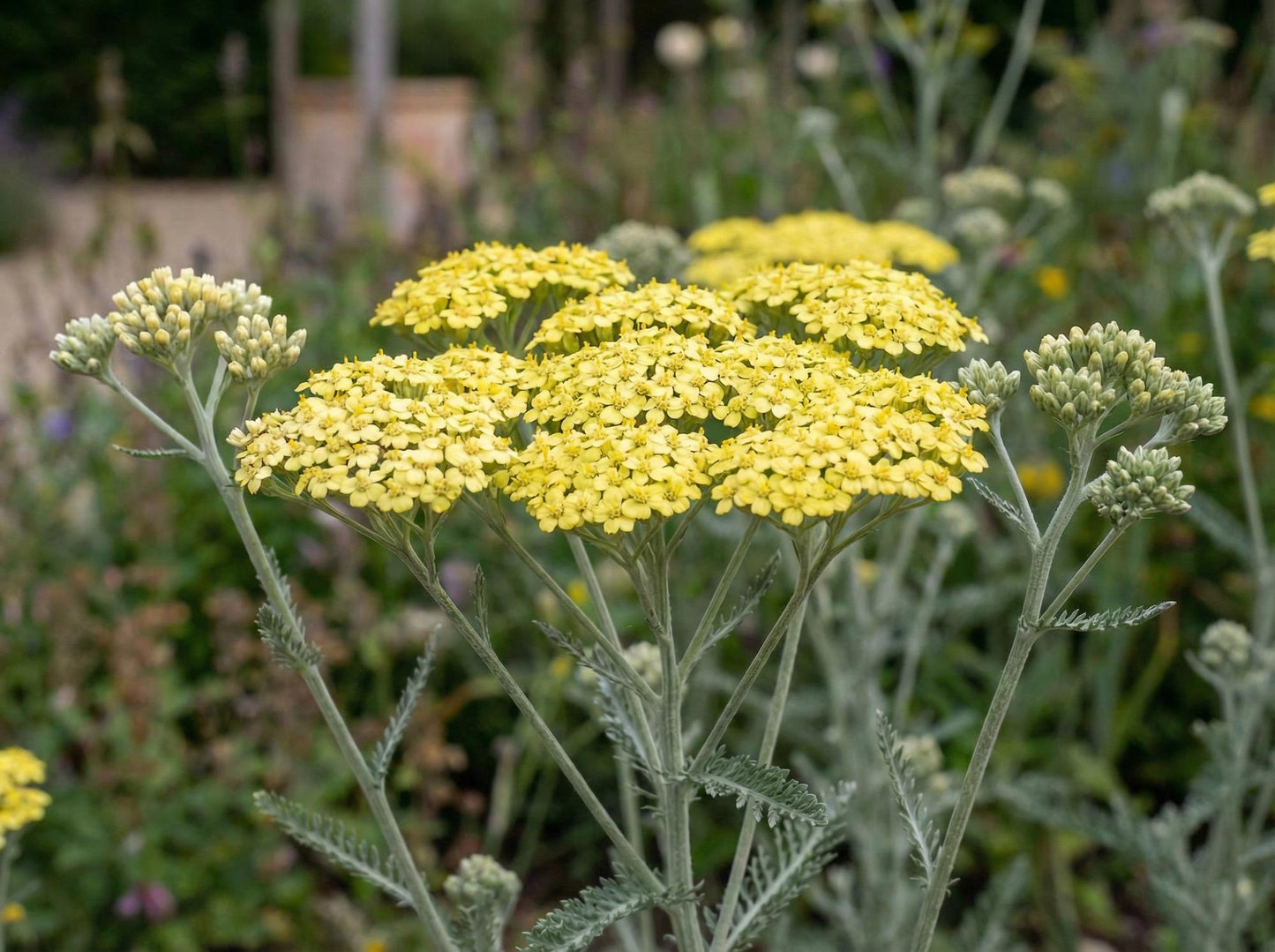 Moonshine Yarrow