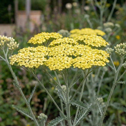 Moonshine Yarrow