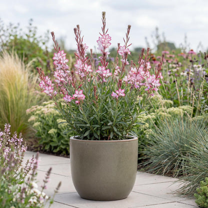 Rosy Jane Gaura