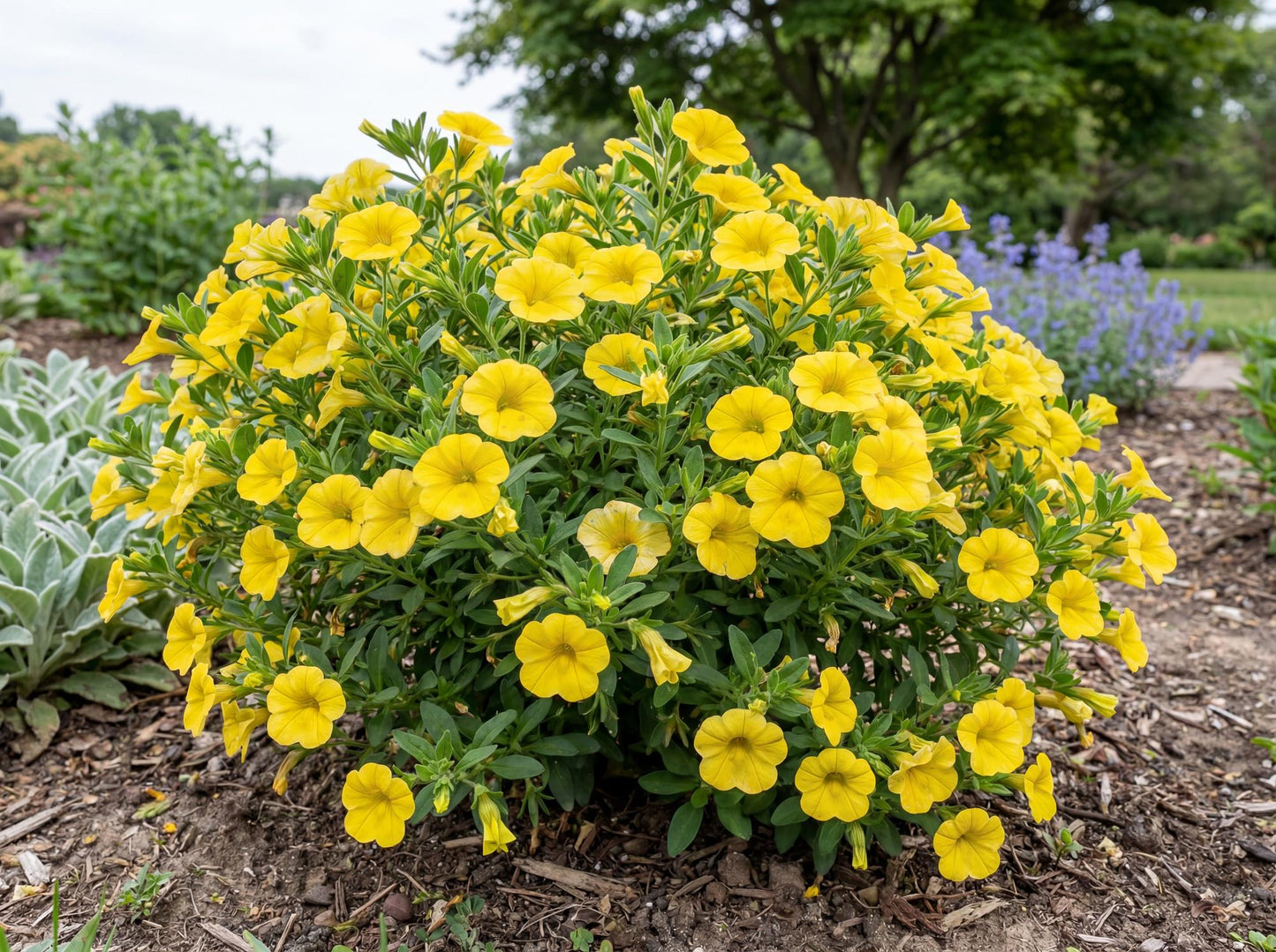Yellow Trailing Million Bells