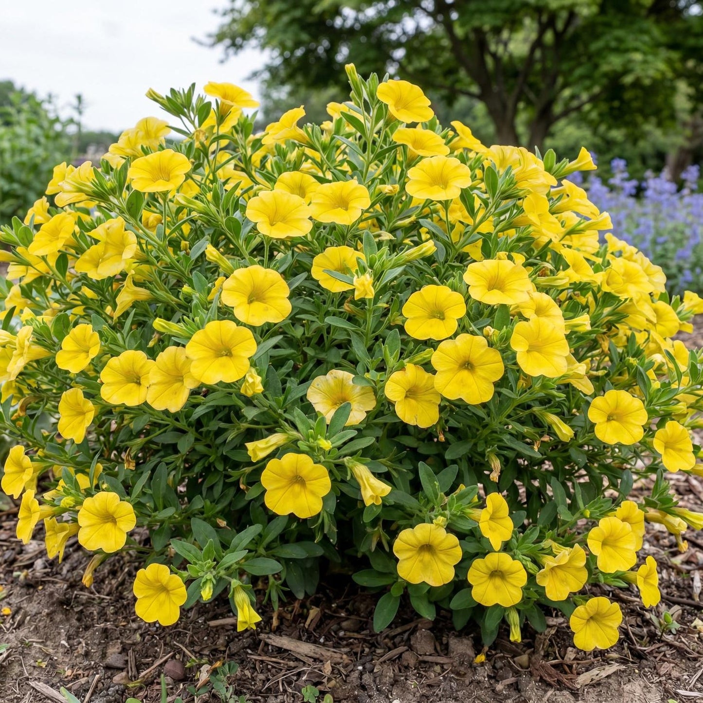 Yellow Trailing Million Bells
