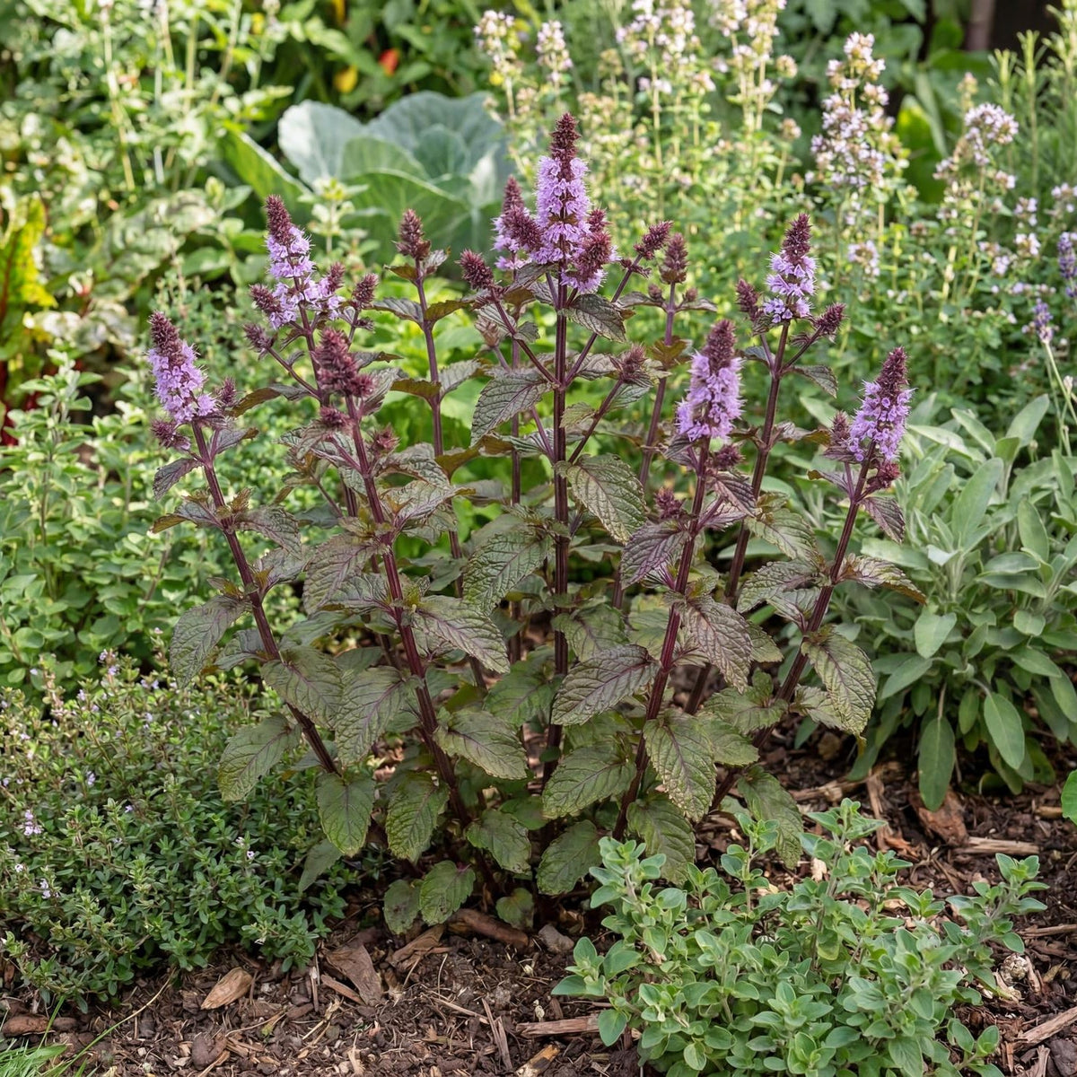 Blackcurrant Mint