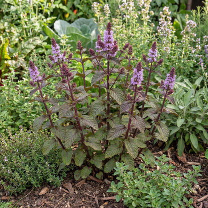 Blackcurrant Mint