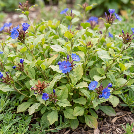 Ceratostigma