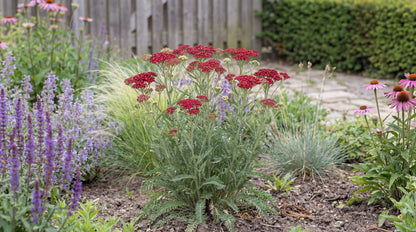 Tutti Frutti Pomegranate Yarrow