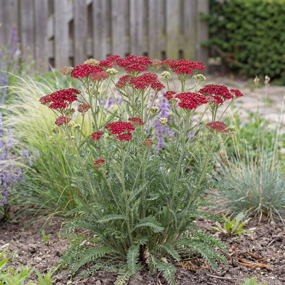 Tutti Frutti Pomegranate Yarrow