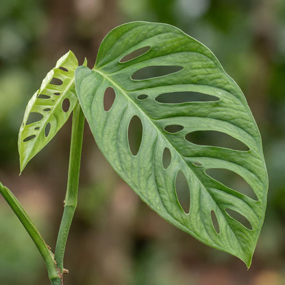 Monstera Adansonii