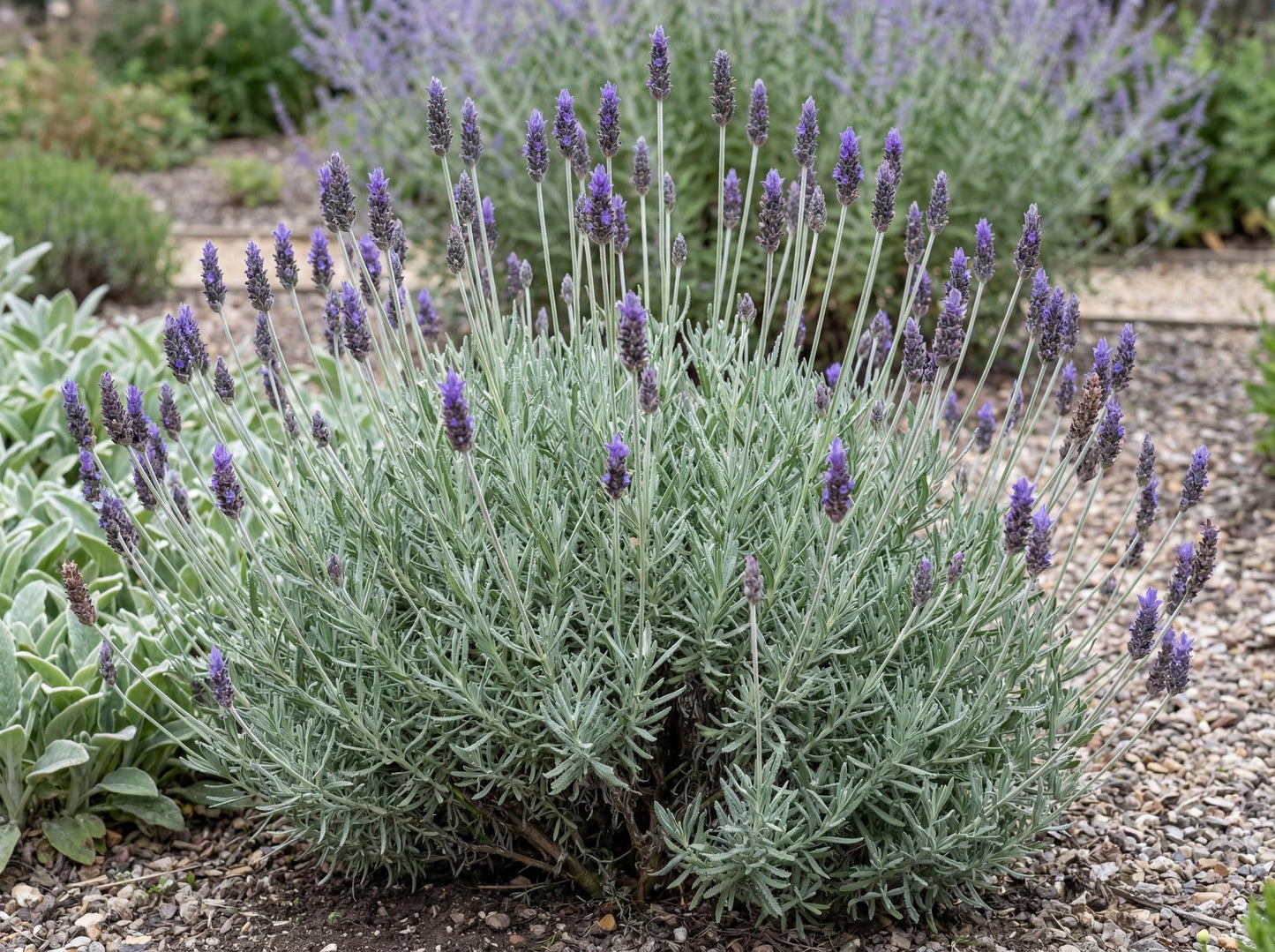 Purple Floral Grey Lavender
