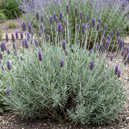 Purple Floral Grey Lavender